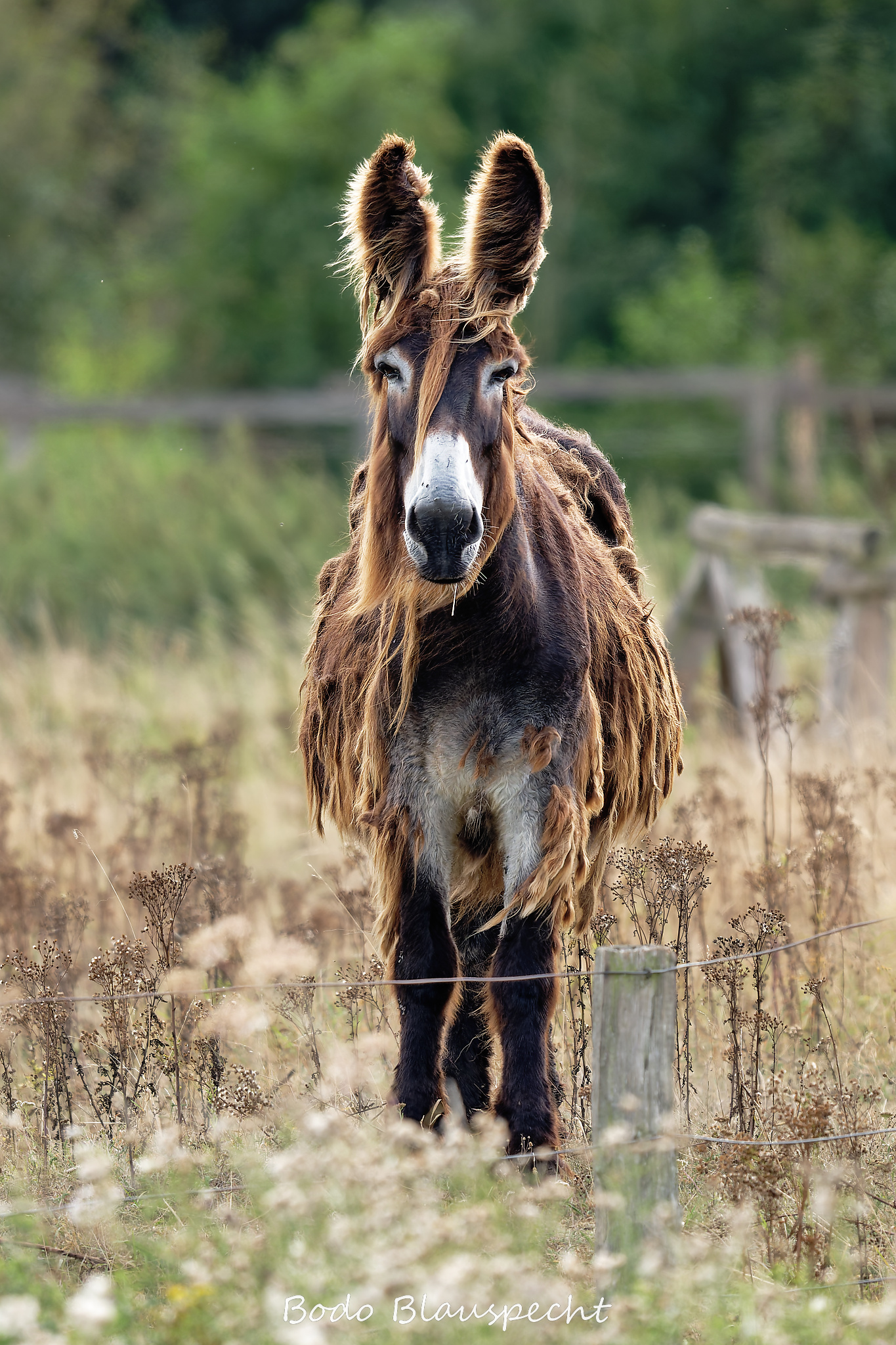 08.23 16.22 38   Poitou Esel   Steveraue WEB